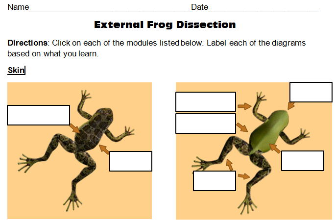 virtual lab frog dissection answers