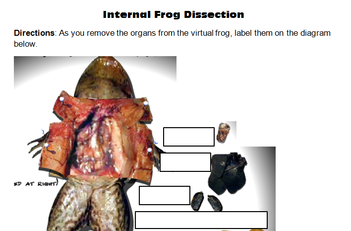 virtual frog dissection